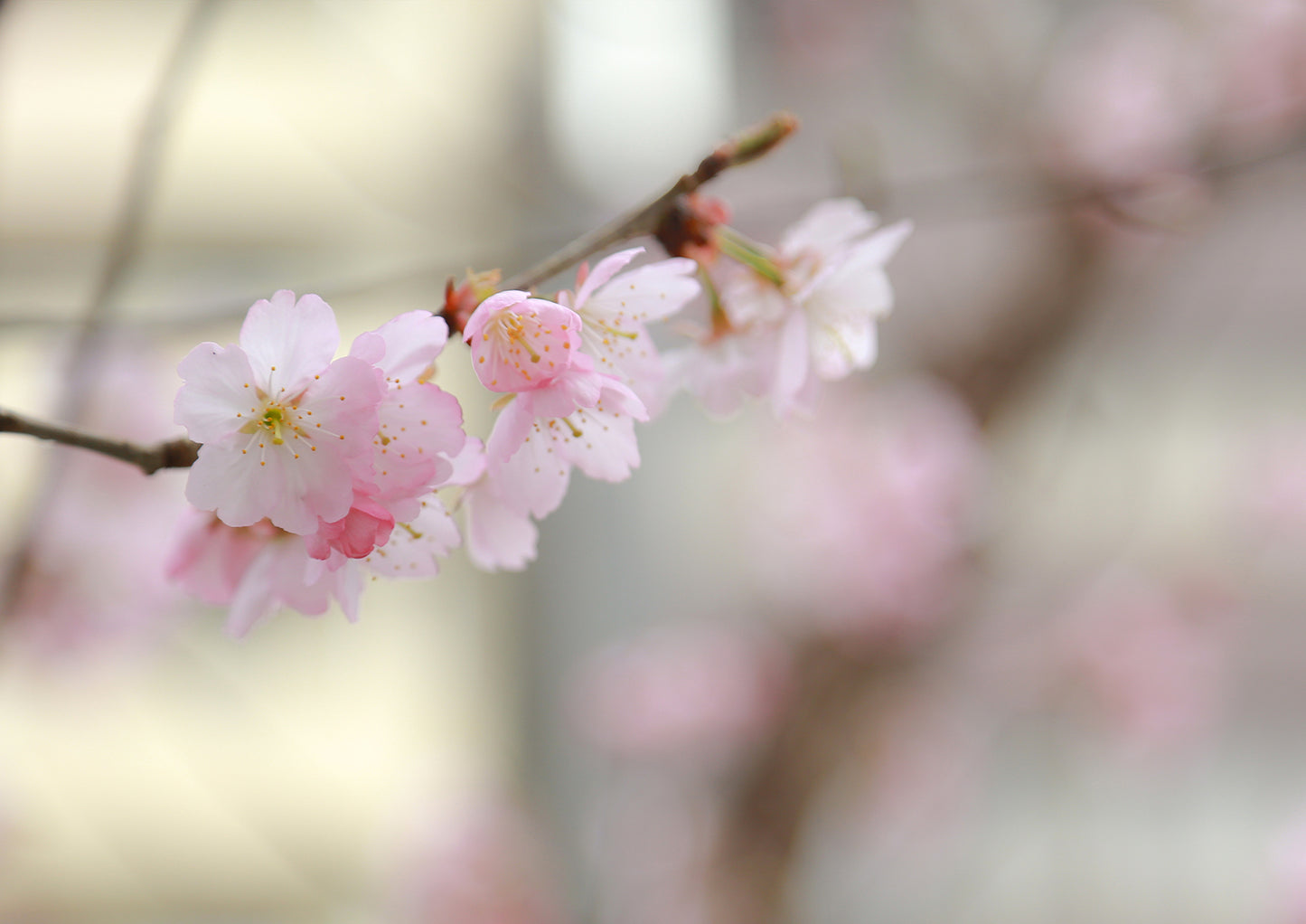 牛革 / キップレザー / botanical leather® 桜染 / 山桜